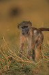 Monkey in grass