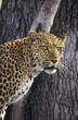 Leopard Panthera Pardus standing beside tree