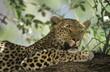 Leopard Panthera Pardus resting in tree