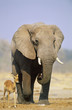 African Elephant Loxodonta Africana and Gazelle on savannah