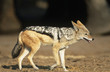Black-backed Jackal Canis Mesomelas, on savannah