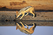 Black-backed Jackal Canis Mesomelas, at waterhole