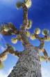 Prickly tree, low angle view