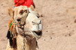 Details der Fotografie Camel in Egyptian desert