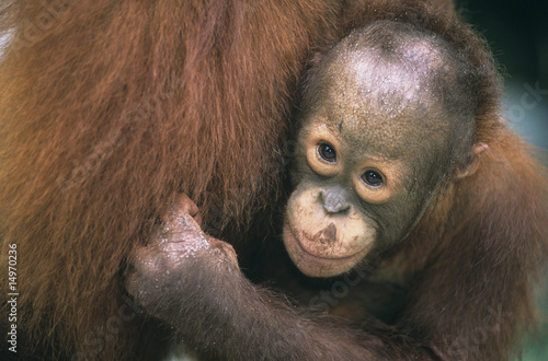 Photo: Young Orangutan embracing mother, close-up Young Orangutan embracing mother, close-up