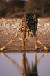 Maasai Giraffe Giraffa Camelopardalus drinking at waterhole