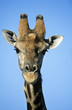 Maasai Giraffe Giraffa Camelopardalus close-up