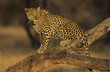 Leopard Panthera Pardus standing on branch