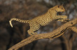 Leopard Panthera Pardus standing on branch