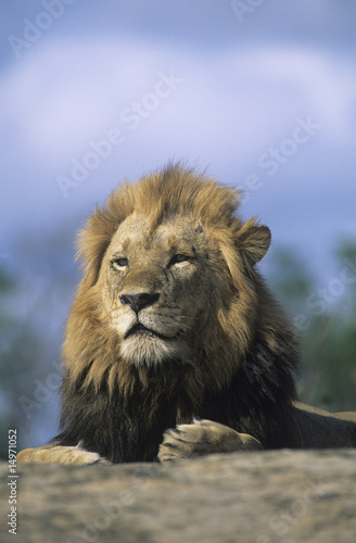 Photo: Lion resting on savannah Lion resting on savannah
