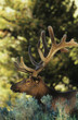Elk in forest