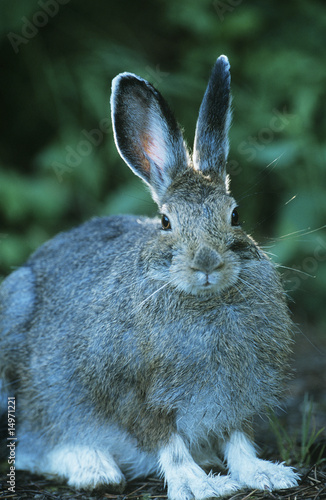 Photo: Hare sitting outdoors Hare sitting outdoors