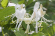 Honeysuckle Honeysuckle