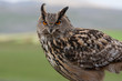 Eagle Owl Sitting Looking Majestic Eagle Owl Sitting Looking Majestic