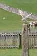 Barn Owl Landing on a Post Barn Owl Landing on a Post