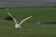 Barn Owl Flies over the Fields Barn Owl Flies over the Fields