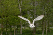 Barn Owl Flies Out from the Trees Barn Owl Flies Out from the Trees