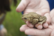 Hands holding Toad, close-up
