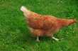 Freilandhaltung, Haushuhn, Gallus gallus domesticus, Huhn