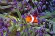 Photo: Clown fish hiding among sea anenomies Clown fish hiding among sea anenomies