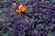 Photo: Clown fish hiding among sea anenomies Clown fish hiding among sea anenomies