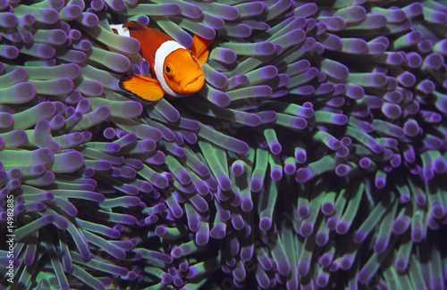 Photo: Clown fish hiding among sea anenomies Clown fish hiding among sea anenomies