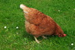 Freilandhaltung, Haushuhn, Gallus gallus domesticus, Huhn