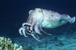 Photo: Cuttlefish swimming in ocean Cuttlefish swimming in ocean