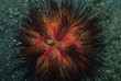 Photo: Sea Anenomie in ocean Sea Anenomie in ocean