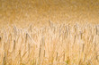 Landscape grain Landscape grain