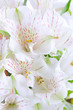 Alstroemeria flowers