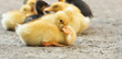 Sleepy duckling