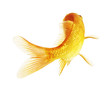 gold fish gold fish