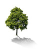 Baum freigestellt mit Schatten Baum freigestellt mit Schatten