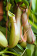 plante carnivore nepenthes alata