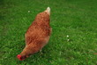 Freilandhaltung, Haushuhn, Gallus gallus domesticus, Huhn