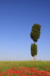 Zypresse, Mohnfeld, Val d Orcia, Toskana, Italien