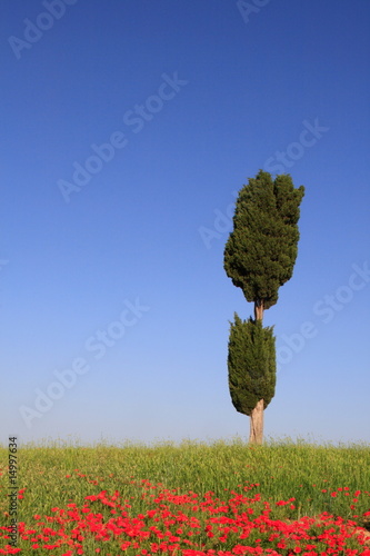 Foto: Zypresse, Mohnfeld, Val d Orcia, Toskana, Italien Zypresse, Mohnfeld, Val d Orcia, Toskana, Italien