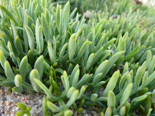 Photo: Crassula ovata hobbit plante grasse France corse Crassula ovata hobbit plante grasse France corse