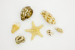 Photo: petite étoile et coquillages petite étoile et coquillages