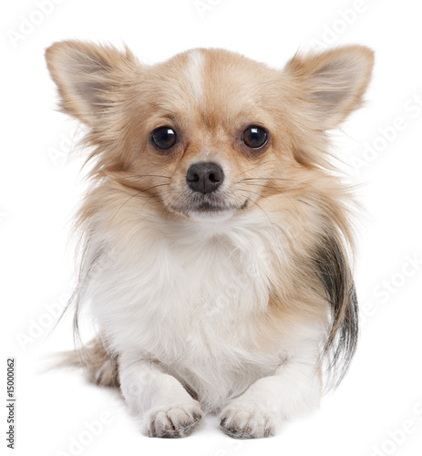 long haired chihuahua photos. long haired chihuahua (1 year
