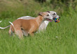 Spielende Whippet´s Spielende Whippet´s