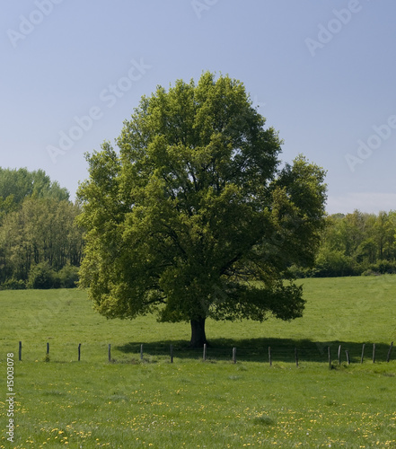 Arbre seul 3762 Arbre seul 3762