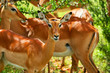 Wild antelope