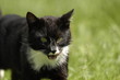 Katze Katze