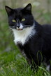 Schwarzer Kater Schwarzer Kater