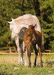 Photo en ligne au meilleur prix arabian mare and foal