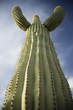 Saguaro cactus, low angle view
