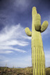 Saguaro cactus in desert
