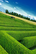 hedgerow